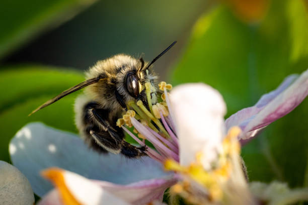 abeja de miel en una flor de manzano durante la primavera - bee apple tree flower single flower fotografías e imágenes de stock