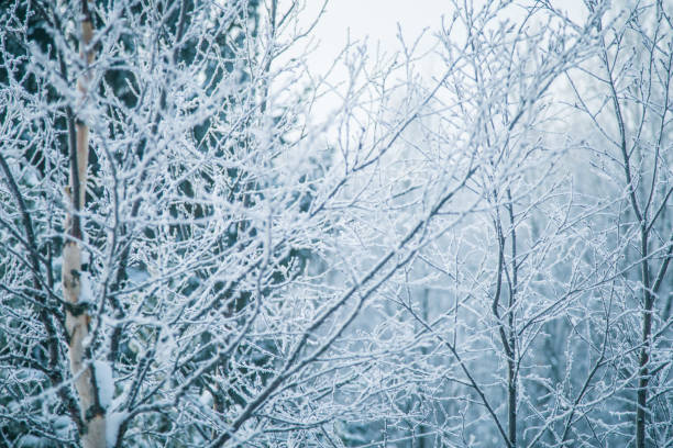 istock A beautiful winter landscape in Norway. Snowy scenery. 1143450148