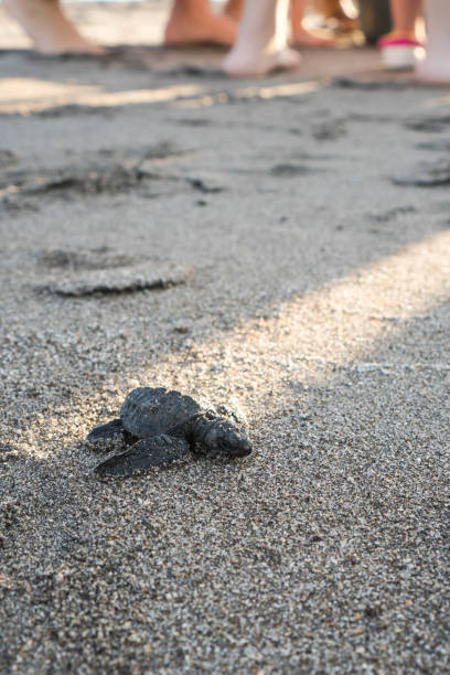 istock a baby turtle walking towards the sea 1143450776