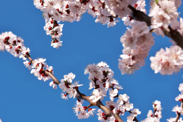istock Apricots bloom beautiful pink flowers 1143453573