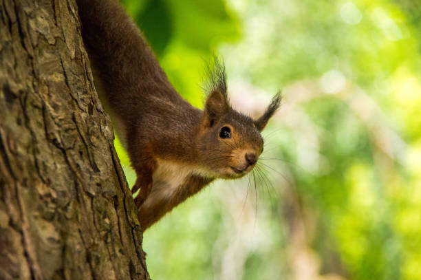istock Little brown squirrel in the playful mood on a tree 1143456120