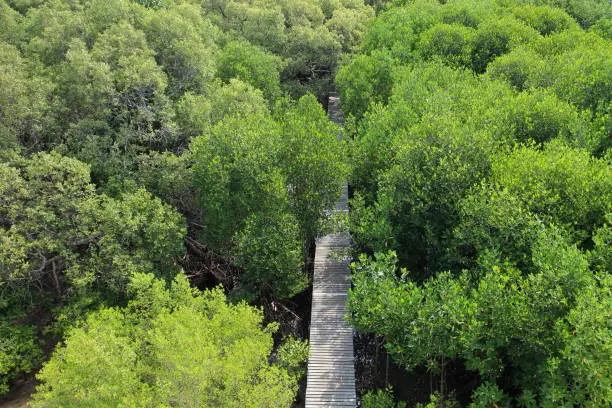 Wooden path leading into the forest of tropical mangrove conservation area, Thailand