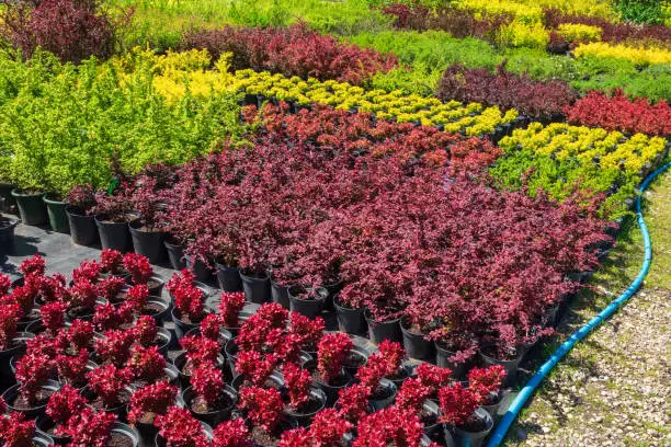 Photo of Barberry (Berberis vulgaris) potted plants for sale in plant nutsery.