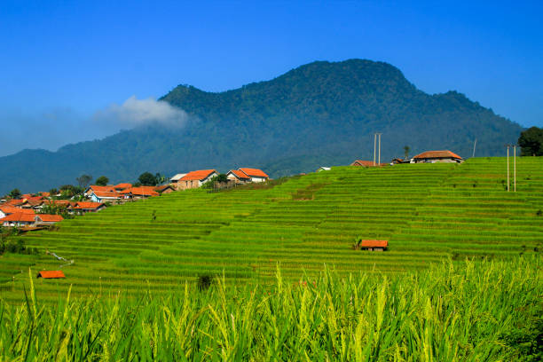 campos terraced do arroz - algi - fotografias e filmes do acervo