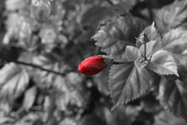 Photo of Red Hibiscus with black and white background