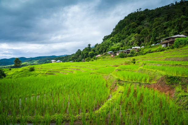 istock Paddy Rice Field Plantation Landscape with Mountain View Background 1143459623