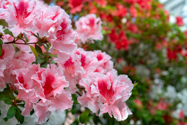 istock Blooming pink rhododendron (azalea), close-up, selective focus, copy space. 1143461600