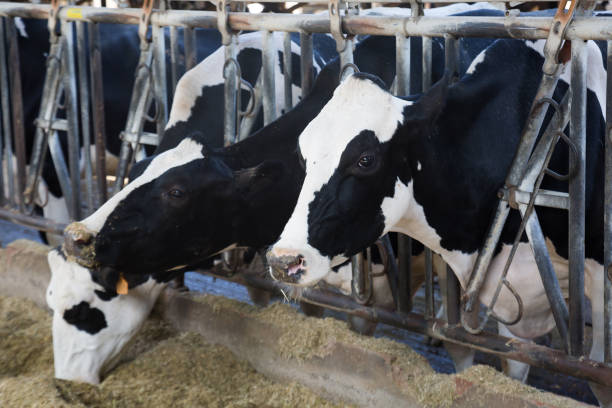 istock Cows eating hay on farm 1143461725