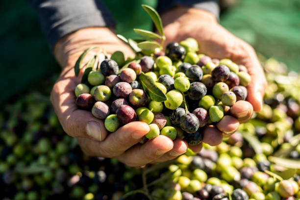 harvesting olives in Spain stock photo