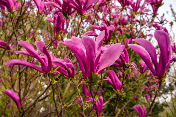 gran flor rosa magnolia susan (magnolia liliiflora x magnolia stellata) en el día soleado claro contra el telón de fondo de la vegetación del jardín. - tree magnolia vibrant color close up fotografías e imágenes de stock