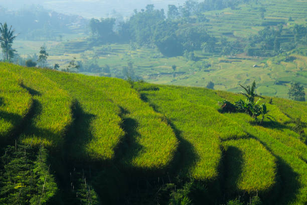 campos terraced do arroz - algi - fotografias e filmes do acervo