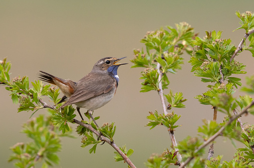 Singing male bluethroat perching on a hawthorn bush.