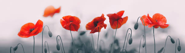 istock Red poppy flowers isolated on gray background. 1143463632