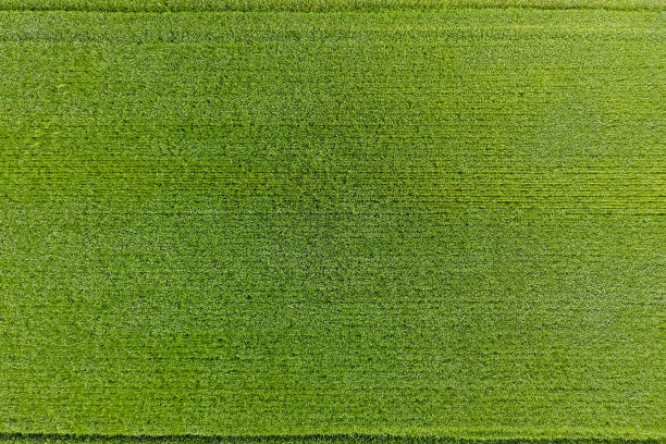 el campo de trigo es verde. trigo joven en el campo. vista desde ab - on top of grass scenics field fotografías e imágenes de stock