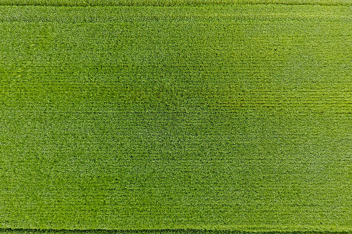 The wheat field is green. Young wheat on the field. View from above. Textural background of green wheat. Green grass