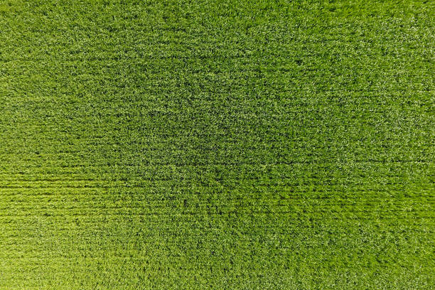 el campo de trigo es verde. trigo joven en el campo. vista desde ab - on top of grass scenics field fotografías e imágenes de stock