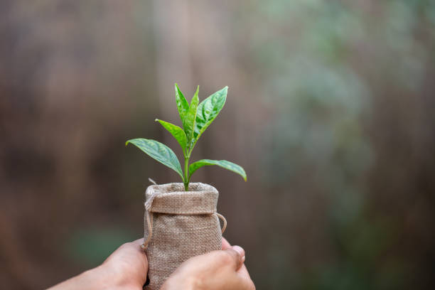 istock Small seedlings that grow in human hands, plant trees to reduce global warming, Forest conservation, World Environment Day. 1143464883