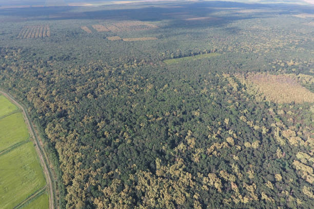 istock The forest Red forest near the rice fields. Landscape with a bird's eye view 1143465031