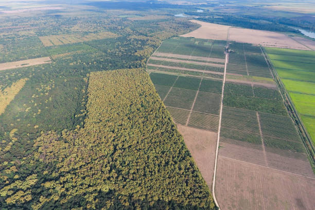 istock The forest Red forest near the rice fields. Landscape with a bird's eye view 1143465040