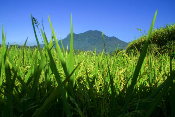 campos terraced do arroz - algi - fotografias e filmes do acervo