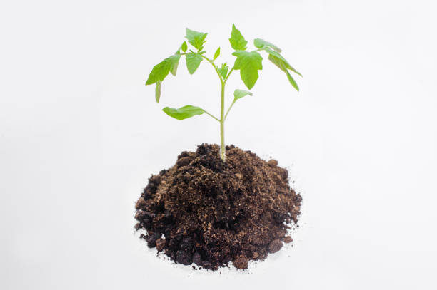 istock Young tomato seedlings in the ground on a white background 1143465491