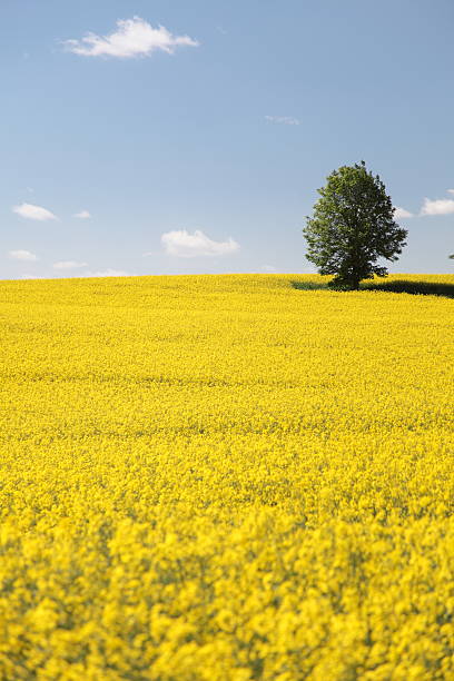 istock Yellow field rape in bloom with blue sky 114346612