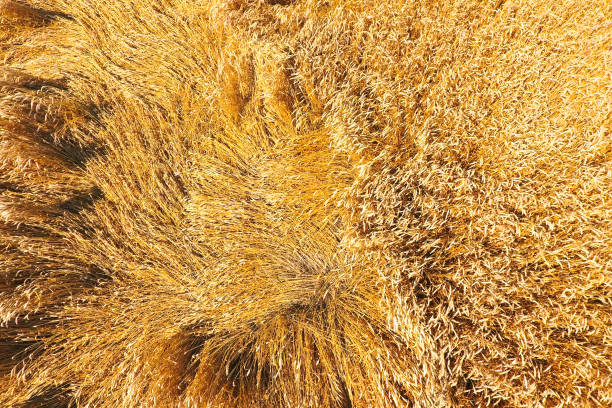 field of wheat, a top view. Photo Shooting quadrocopters field of ripe crops.
