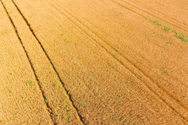 istock field of wheat, a top view 1143466452