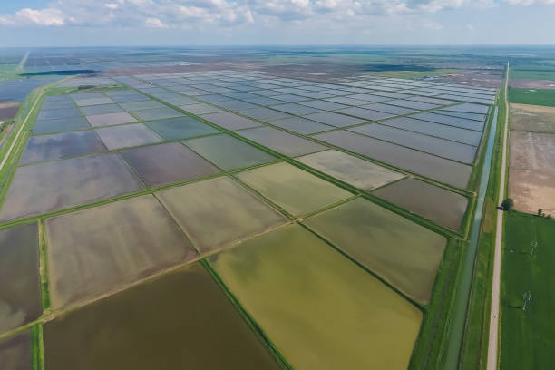 istock Flooded rice paddies. Agronomic methods of growing rice 1143467047