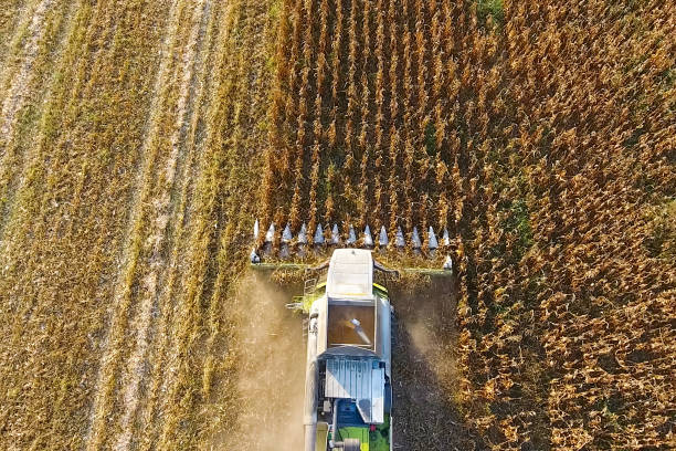 istock Harvester harvests corn. Collect corn cobs with the help of a co 1143467067