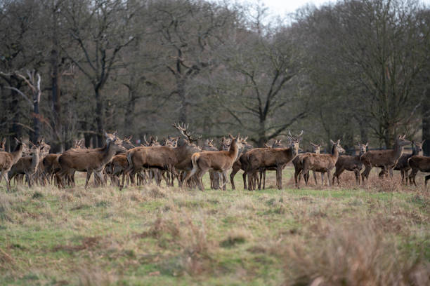 istock herd of young deer 1143467894