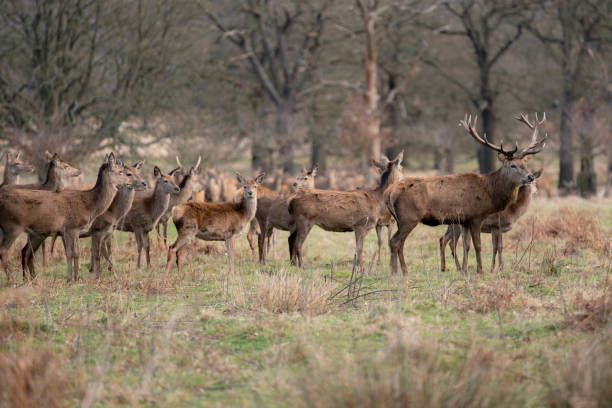 istock herd of young deer 1143467938