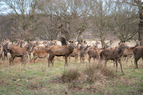 istock herd of young deer 1143467980