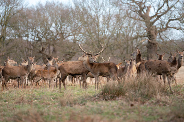 istock herd of young deer 1143468013