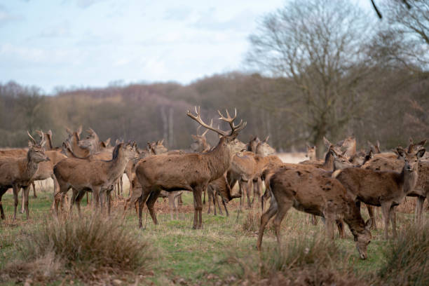 istock herd of young deer 1143468014
