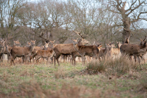 istock herd of young deer 1143468016