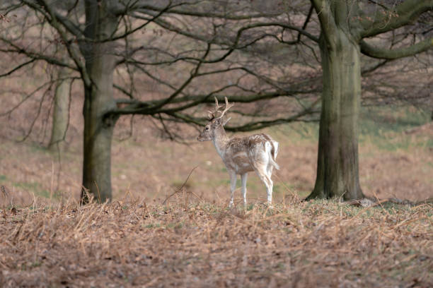 istock herd of young deer 1143468026