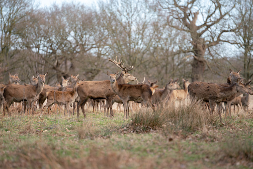 herd of young deer in spring forest in London