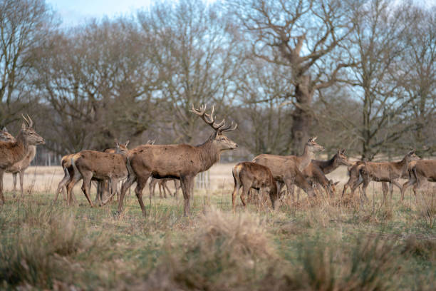 istock herd of young deer 1143468059