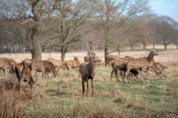 istock herd of young deer 1143468108