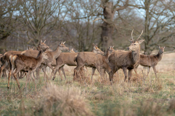 istock herd of young deer 1143468149