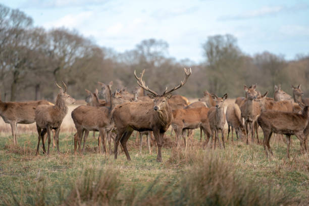 istock herd of young deer 1143468201