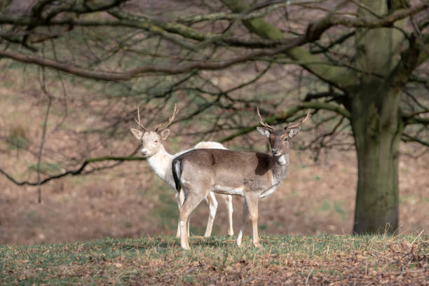 istock herd of young deer 1143468222