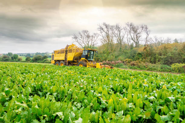 machine agricole pour la récolte des betteraves - beet sugar tractor field photos et images de collection