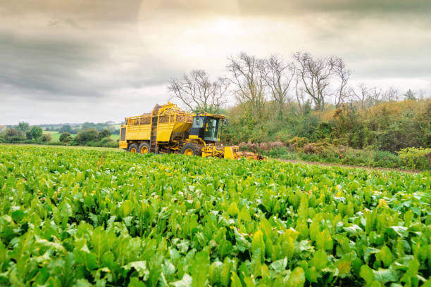 ビーツを収穫するための農業機械 - beet sugar tractor field ストックフォトと画像