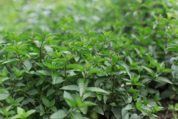 istock Fresh green mint growing in the garden 1143468438