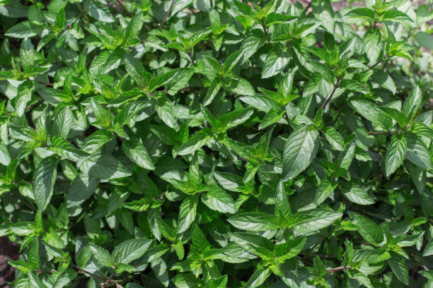 Fresh green mint growing in the garden Aromatic mint growing in the garden. Fresh green leafs close up. spicery stock pictures, royalty-free photos & images