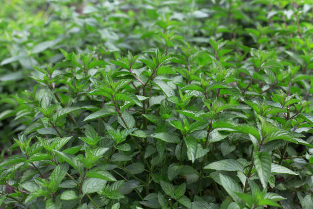 istock Fresh green mint growing in the garden 1143468464