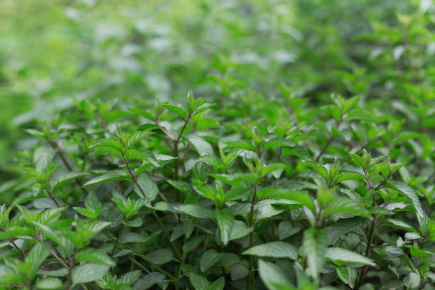 istock Fresh green mint growing in the garden 1143468474