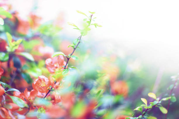 Bright flowering Japanese quince or Chaenomeles japonica. Branch covered with lot of red flowers on blurred green background with leaves bokeh. Bright nature design with copy space.Toned image.